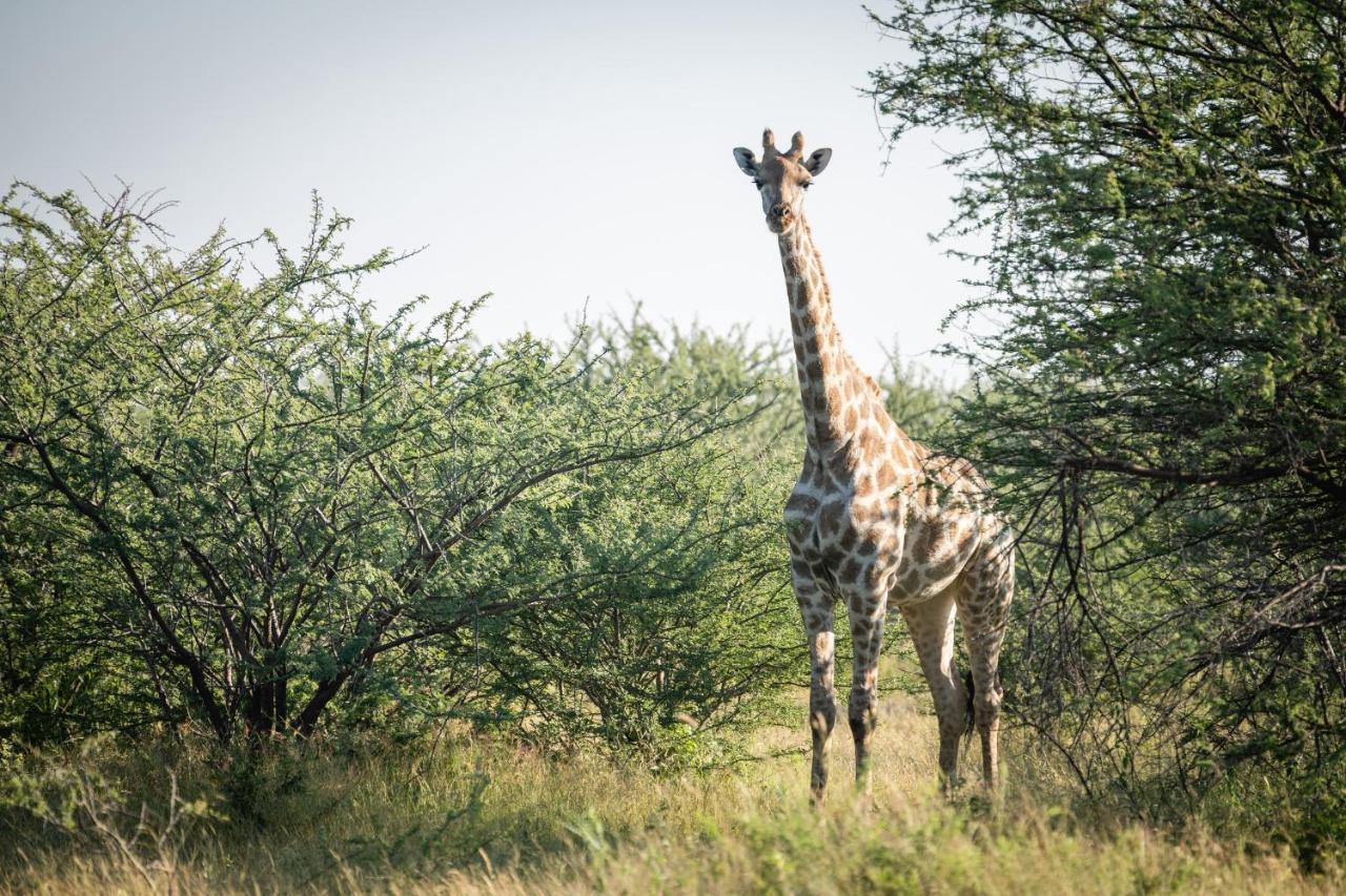 Frans Indongo Lodge Otjiwarongo Kültér fotó