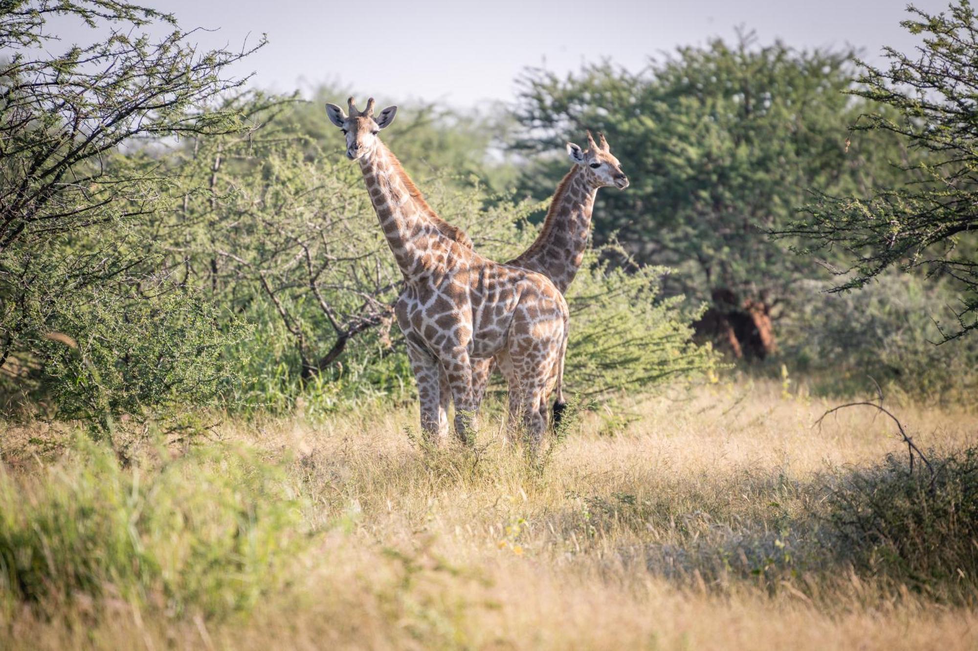 Frans Indongo Lodge Otjiwarongo Kültér fotó