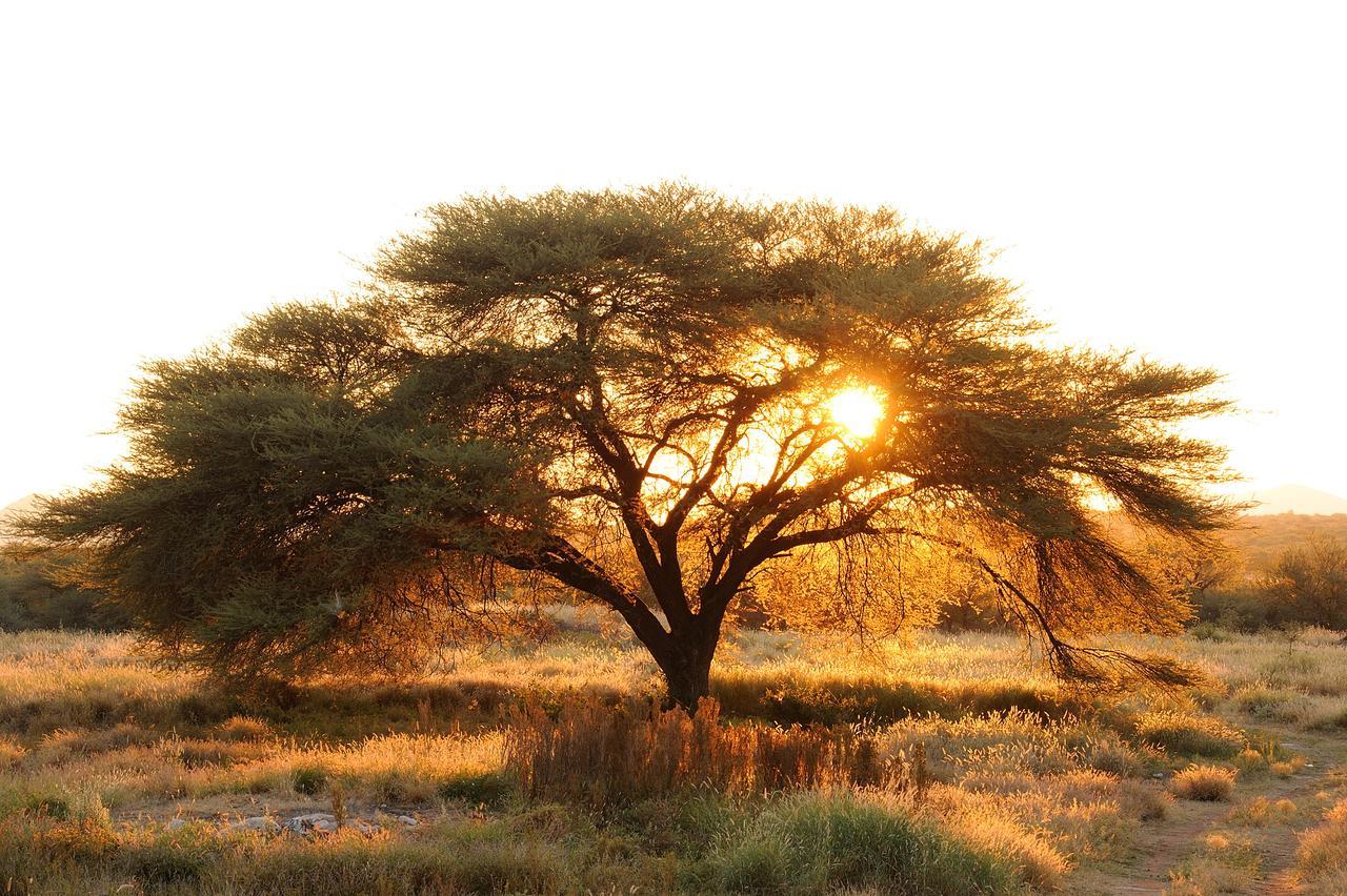Frans Indongo Lodge Otjiwarongo Kültér fotó