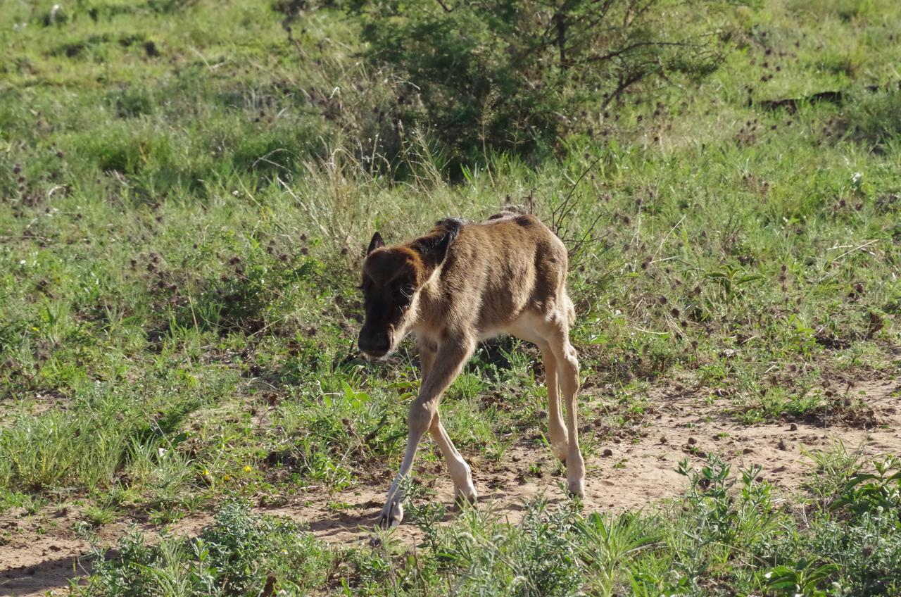 Frans Indongo Lodge Otjiwarongo Kültér fotó