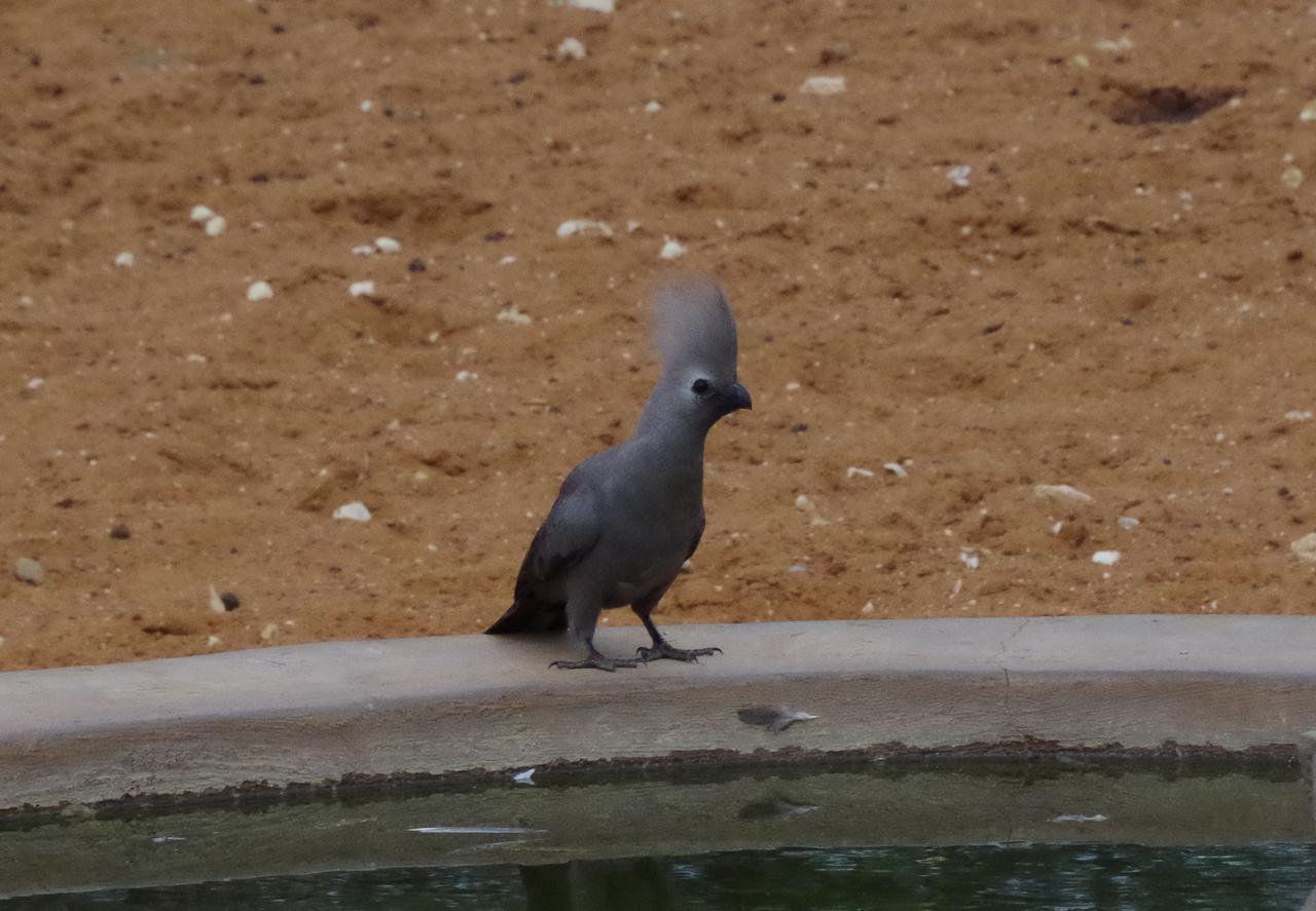 Frans Indongo Lodge Otjiwarongo Kültér fotó