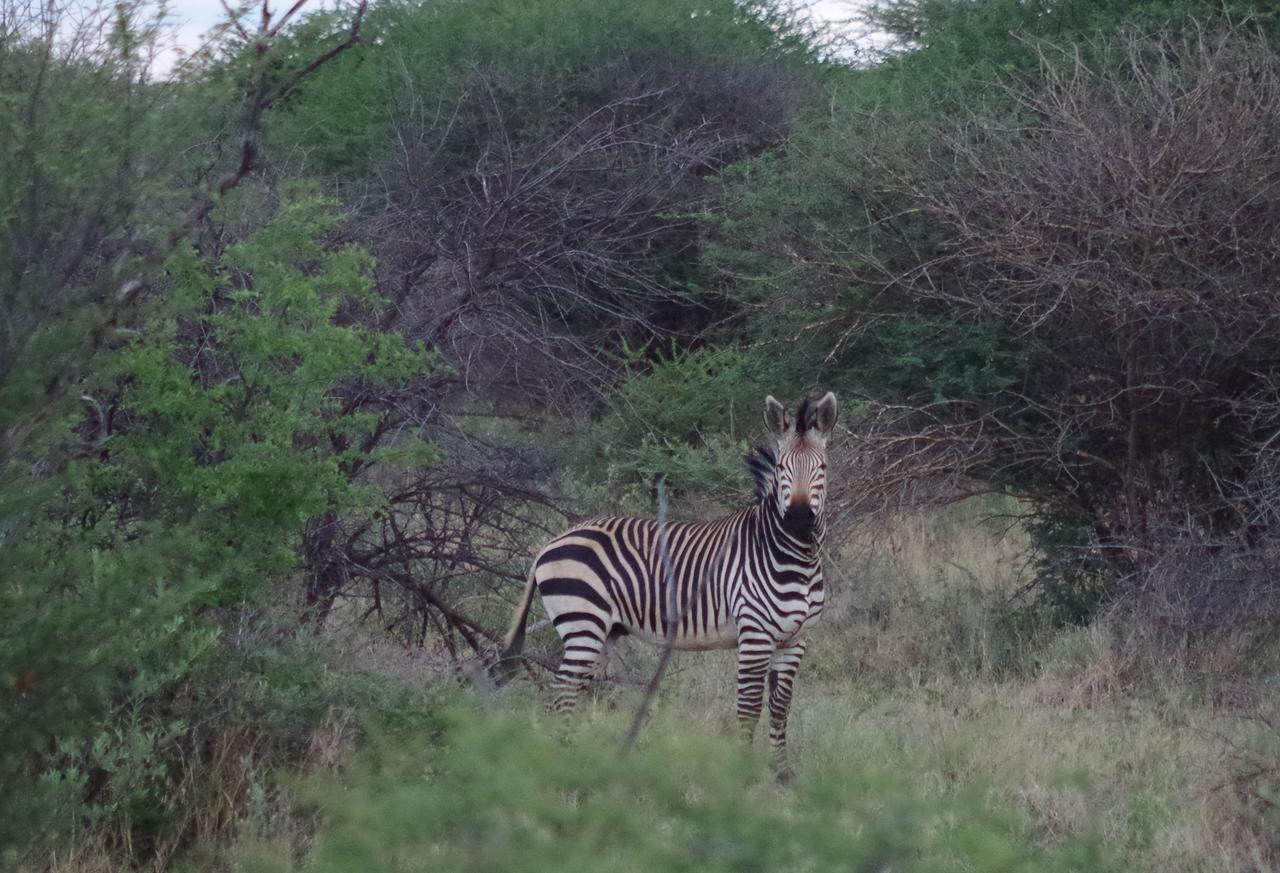 Frans Indongo Lodge Otjiwarongo Kültér fotó