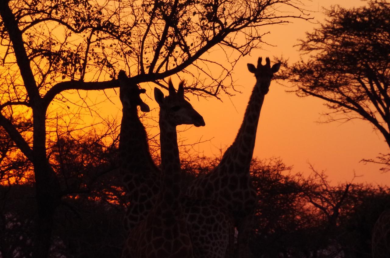 Frans Indongo Lodge Otjiwarongo Kültér fotó