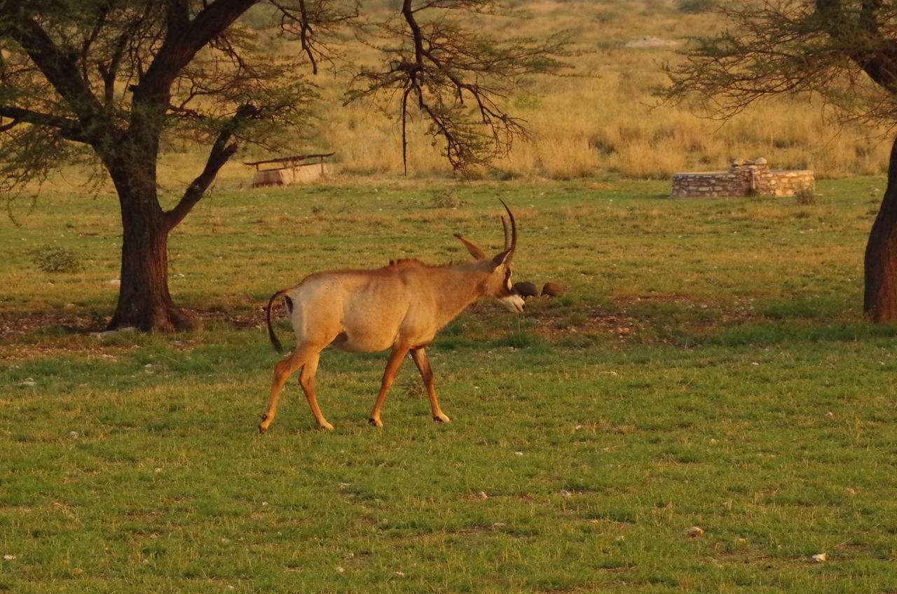 Frans Indongo Lodge Otjiwarongo Kültér fotó