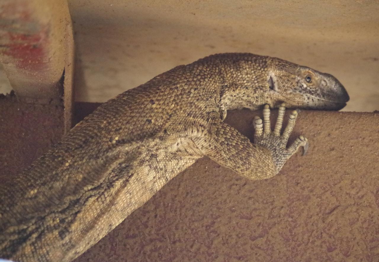 Frans Indongo Lodge Otjiwarongo Kültér fotó
