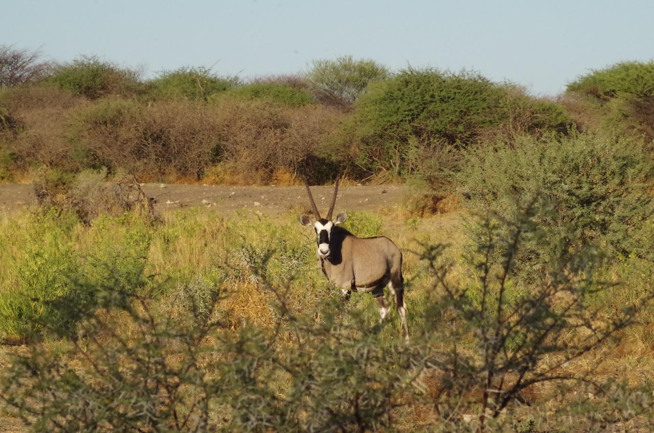 Frans Indongo Lodge Otjiwarongo Kültér fotó